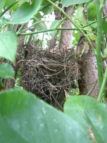 Vogelnest in ‘Aimée Vibert’