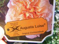 ‘Augusta Luise’