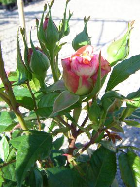 ‘Augusta Luise’