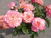 Jungpflanze ‘Augusta Luise’