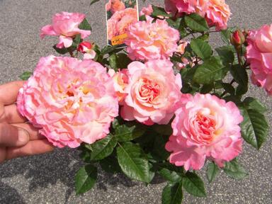 ‘Augusta Luise’