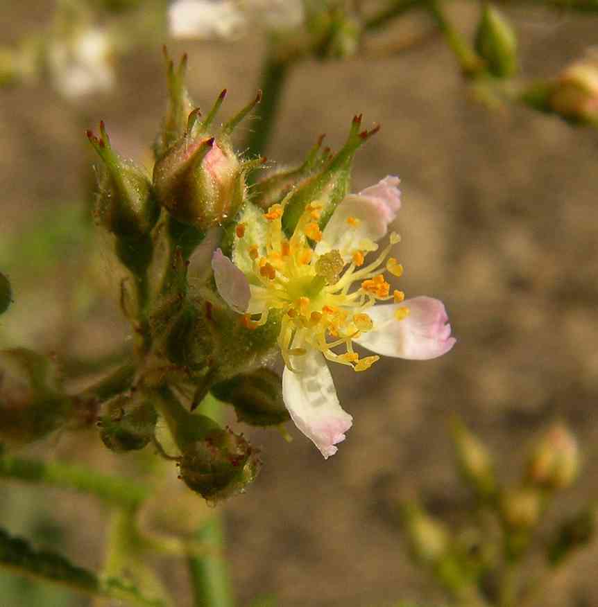 “Bambus-Rose”