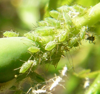 Blattläuse und Weiße Fliege an Rosenknospe