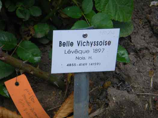‘Belle Vichyssoise’, Sortenetiketten.