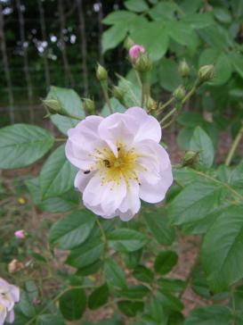 ‘Brenda Colvin’, kleiner blass rosa Blütenbüschel.