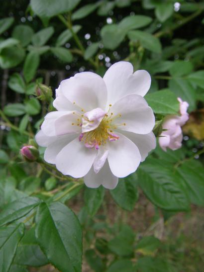 ‘Brenda Colvin’, weiß abblühende Einzelblüte.