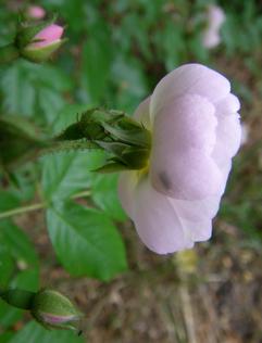 ‘Brenda Colvin’, Einzelblüte von der Seite.