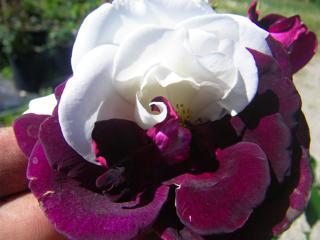 ‘Burgundy Iceberg’