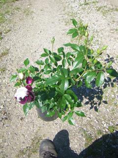 ‘Burgundy Iceberg’