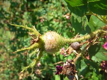 ‘Capitaine Basroger’, Frucht borstig