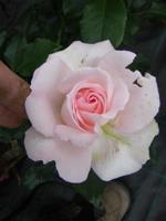 ‘Chandos Beauty’