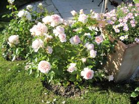 Edelrose ‘Chandos Beauty’ im Beet