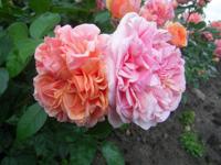 ‘Chippendale’