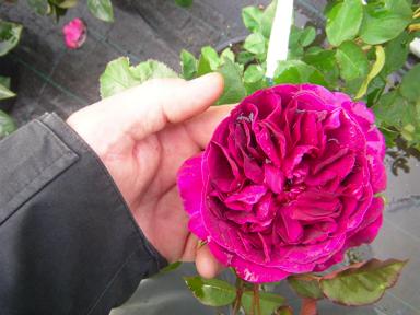 ‘Darcey Bussell’