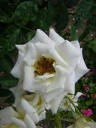 ‘Dr. Martin Luther Rose’