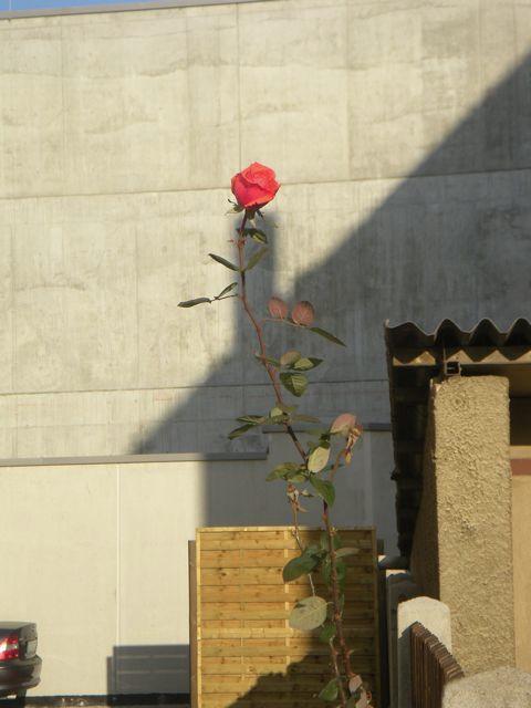 Rote Rose in Dresden