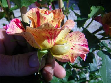 ‘Edgar Degas’ mit Schnecke