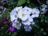 ‘Esprit d’ Amour’
