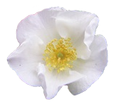 ‘Esprit d’ Amour’