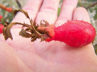 Rosenfrucht