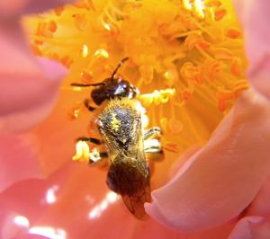 gestörte Bettruhe einer Biene
