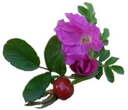 Rugosa