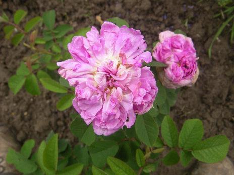 ‘Gaspard Monge’, verregnete dicht gefüllte rosa-weisse Blüte.