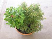 ‘Moje Hammarberg’ und Rosa nitida in einer Schale