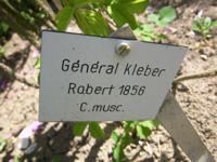 ‘General Kleber’, Sortenschild ERS