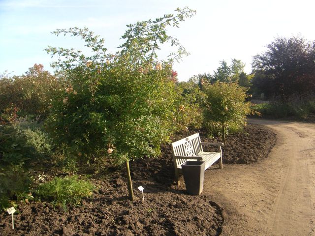 Hochstämme im Arboretum Ellerhoop