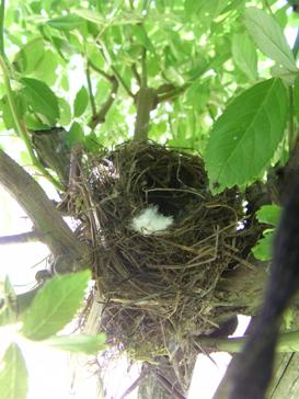 ‘Ghislaine de Feligonde’ mit Vogelnest