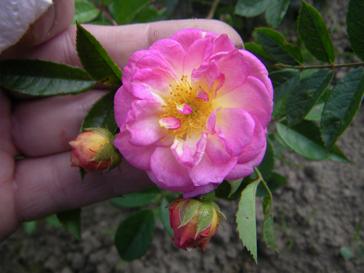 ‘Ghislaine Feuerwerk’