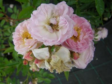 ‘Ghislaine Feuerwerk’