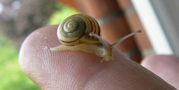 Schnecke