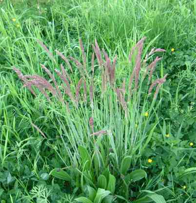 Gras
