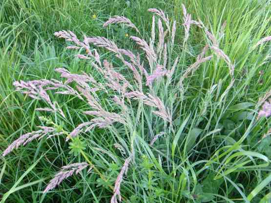 Gras
