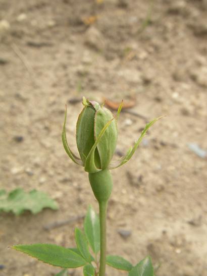 ‘Green Rose’