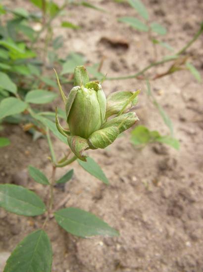 ‘Green Rose’