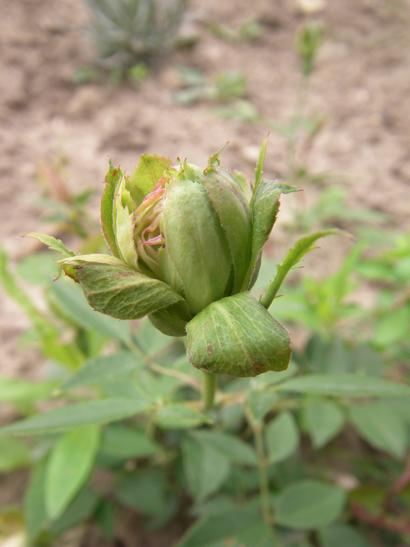 ‘Green Rose’