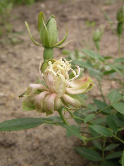 ‘Green Rose’