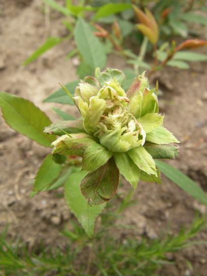 ‘Green Rose’