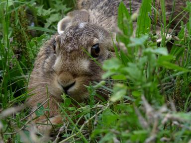 Naturwiese, Hase, 2018