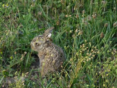 Naturwiese, Hase, 2018