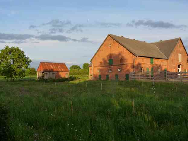 Wiese Juni 2019