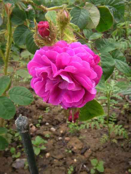 ‘Henri Martin’, rötliche Blüte und Knospen mit Moos