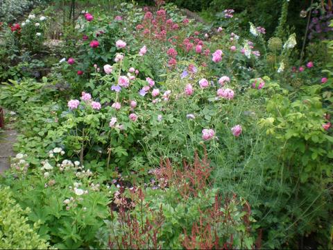 ‘Ispahan’, ‘Rose de Rescht’