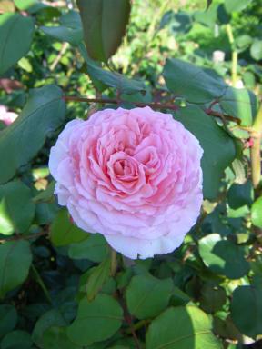 ‘James Galway’, Blütenrosette seitlich