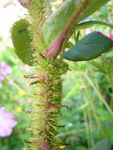‘Japonica’