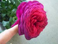 ‘Johann Wolfgang von Goethe Rose’, Blüte