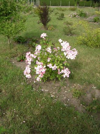 ‘Juliana von Stolberg’, junge blühende Pflanze.